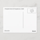 Texas Longhorn Postcard Postkarte (Rückseite)