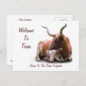 Texas Longhorn Postcard Postkarte (Vorne/Hinten)