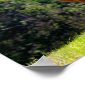 Texas Longhorn Poster (Ecke)