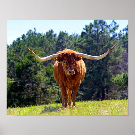 Texas Longhorn Poster (Vorne)