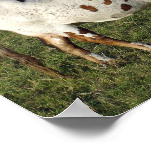 Texas Longhorn Poster (Ecke)