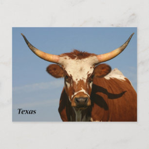 Texas Longhorn Postkarte