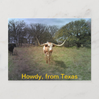 Texas Longhorn - Postkarte