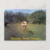 Texas Longhorn - Postkarte (Vorderseite)