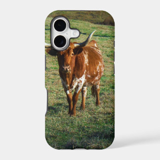 Texas Longhorn Rind Kuh Foto Rustikal