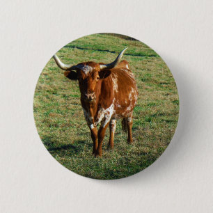 Texas Longhorn Rind Kuh Foto Rustikal Button