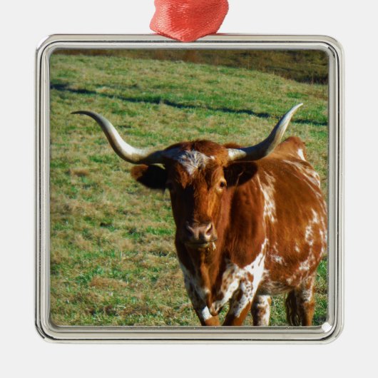 Texas Longhorn Rind Kuh Foto Rustikal Ornament Aus Metall (Vorne)