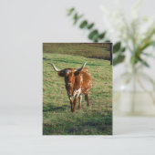 Texas Longhorn Rind Kuh Foto Rustikal Postkarte (Stehend Vorderseite)