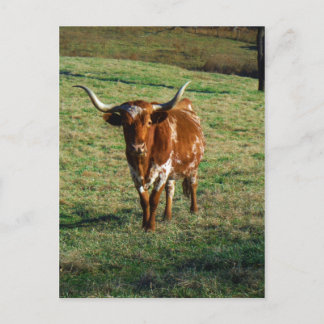 Texas Longhorn Rind Kuh Foto Rustikal Postkarte