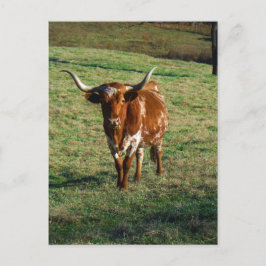 Texas Longhorn Rind Kuh Foto Rustikal Postkarte