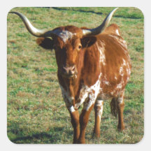 Texas Longhorn Rind Kuh Foto Rustikal