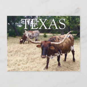 Texas Longhorn Rind Postcard Postkarte