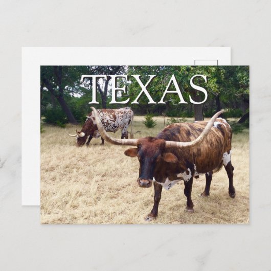 Texas Longhorn Rind Postcard Postkarte (Vorne/Hinten)