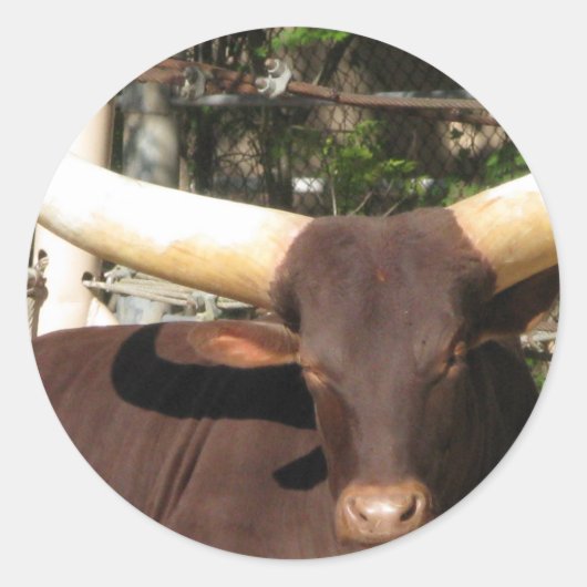 Texas Longhorn Rind Runder Aufkleber (Vorderseite)