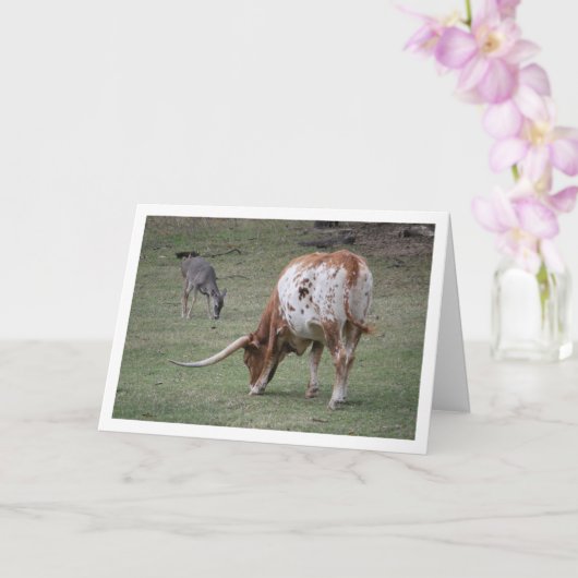 Texas Longhorn Rind Weiden Karte (Orchidee)
