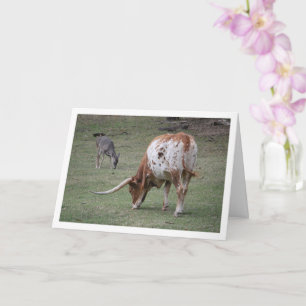 Texas Longhorn-Rinder grasen Karte