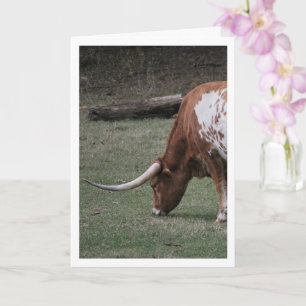 Texas Longhorn-Rinder Karte