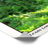 Texas Longhorn Steer Poster (Ecke)