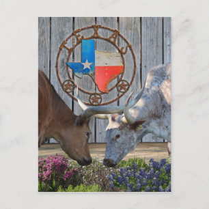 Texas Longhorns in Liebe Postkarte