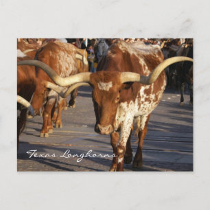 Texas Longhorns Postcard Postkarte
