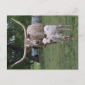 Texas Longhorns Postkarte (Vorderseite)