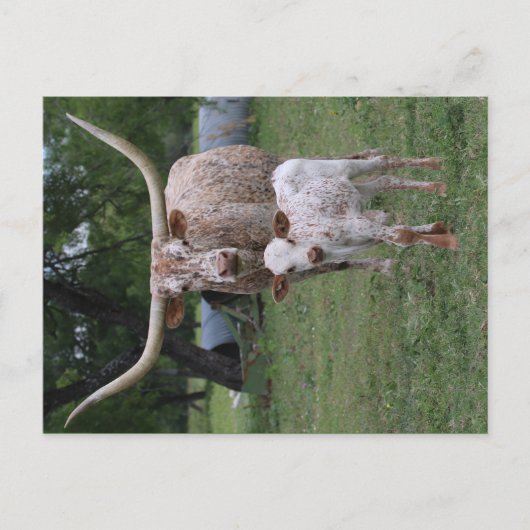 Texas Longhorns Postkarte (Vorderseite)