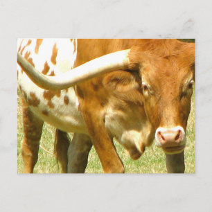 Texas Longhorup Nahe Postkarte