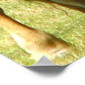 Texas Longhorup Nahes Poster (Ecke)