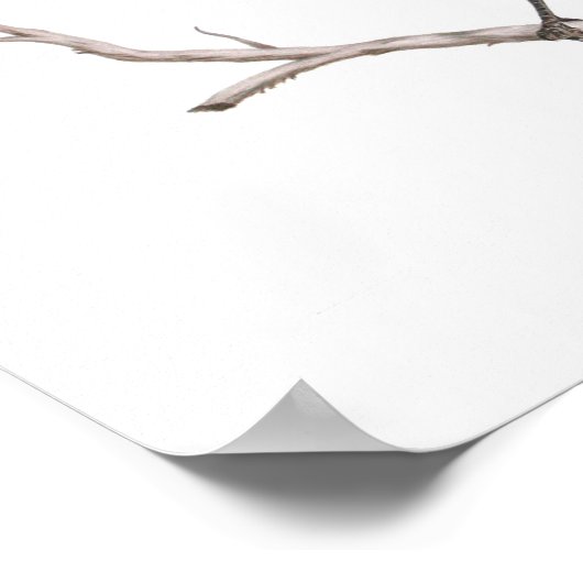 Texas Mockingbird Print Poster (Ecke)