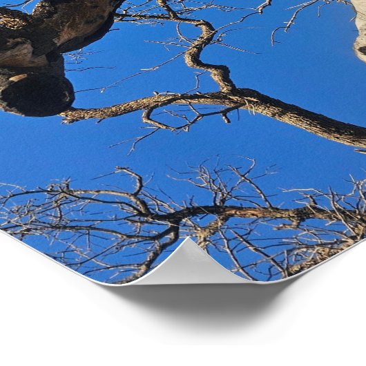 Texas Oak Scarred From Wildfire Poster (Ecke)