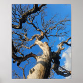 Texas Oak Scarred From Wildfire Poster (Vorne)