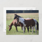 Texas Pferde Postkarte (Vorne/Hinten)