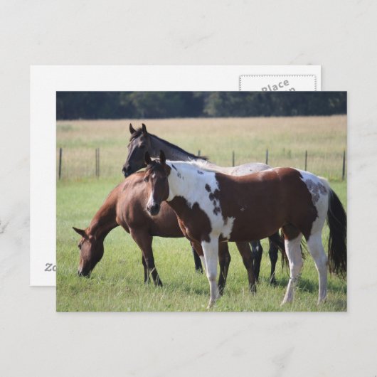 Texas Pferde Postkarte (Vorne/Hinten)