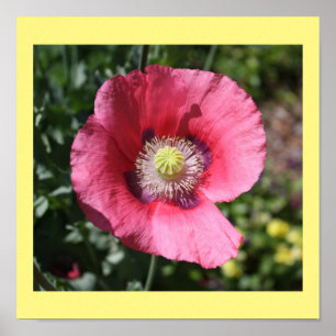 Texas Pink Skullcap Print II Poster