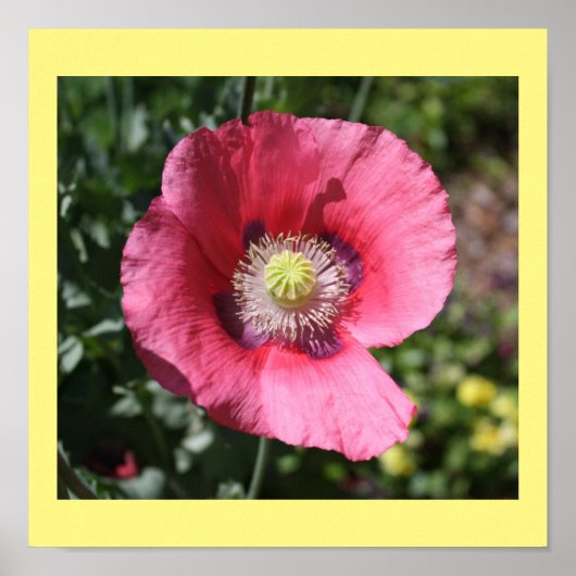 Texas Pink Skullcap Print II Poster (Vorne)