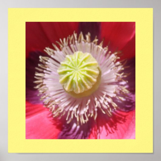 Texas Pink Skullcap Print Poster (Vorne)