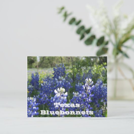 Texas Postkarten! Postkarte (Stehend Vorderseite)