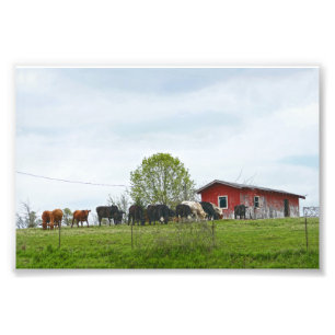 Texas Rind und alter roter Stall Fotodruck