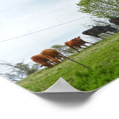 Texas Rind und alter roter Stall Poster (Ecke)