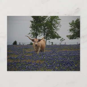 Texas Royalty Postkarte