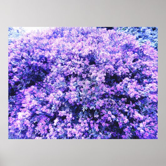 TEXAS SAGE POSTER (Vorne)