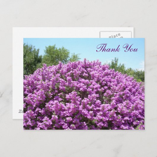 Texas Sage Vielen Dank Postcard Postkarte (Vorne/Hinten)