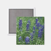 Texas, See Buchanan. Texas Bluebonnet und Wild Magnet (Vorderseite/Rückseite)