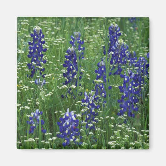 Texas, See Buchanan. Texas Bluebonnet und Wild Magnet (Vorne)