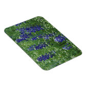 Texas, See Buchanan. Texas Bluebonnet und Wild Magnet (Rechte Seite)