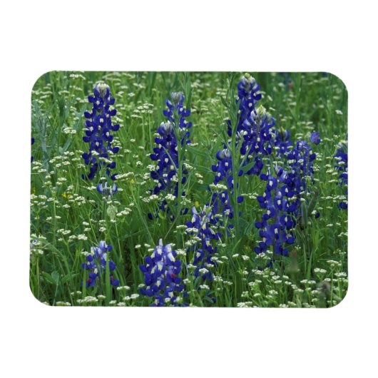 Texas, See Buchanan. Texas Bluebonnet und Wild Magnet (Horizontal)