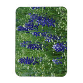 Texas, See Buchanan. Texas Bluebonnet und Wild Magnet (Vertikal)