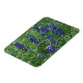 Texas, See Buchanan. Texas Bluebonnet und Wild Magnet (Linke Seite)