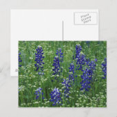 Texas, See Buchanan. Texas Bluebonnet und Wild Postkarte (Vorne/Hinten)