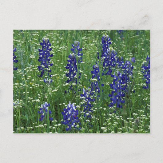 Texas, See Buchanan. Texas Bluebonnet und Wild Postkarte (Vorderseite)
